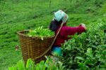 tea ilam