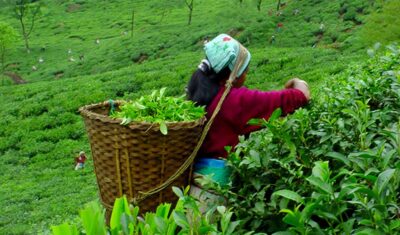 tea ilam