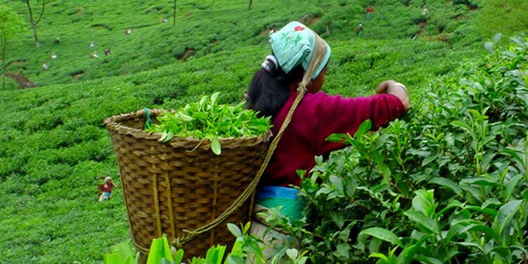 tea ilam